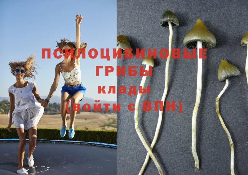 Галлюциногенные грибы MAGIC MUSHROOMS  Дубовка 